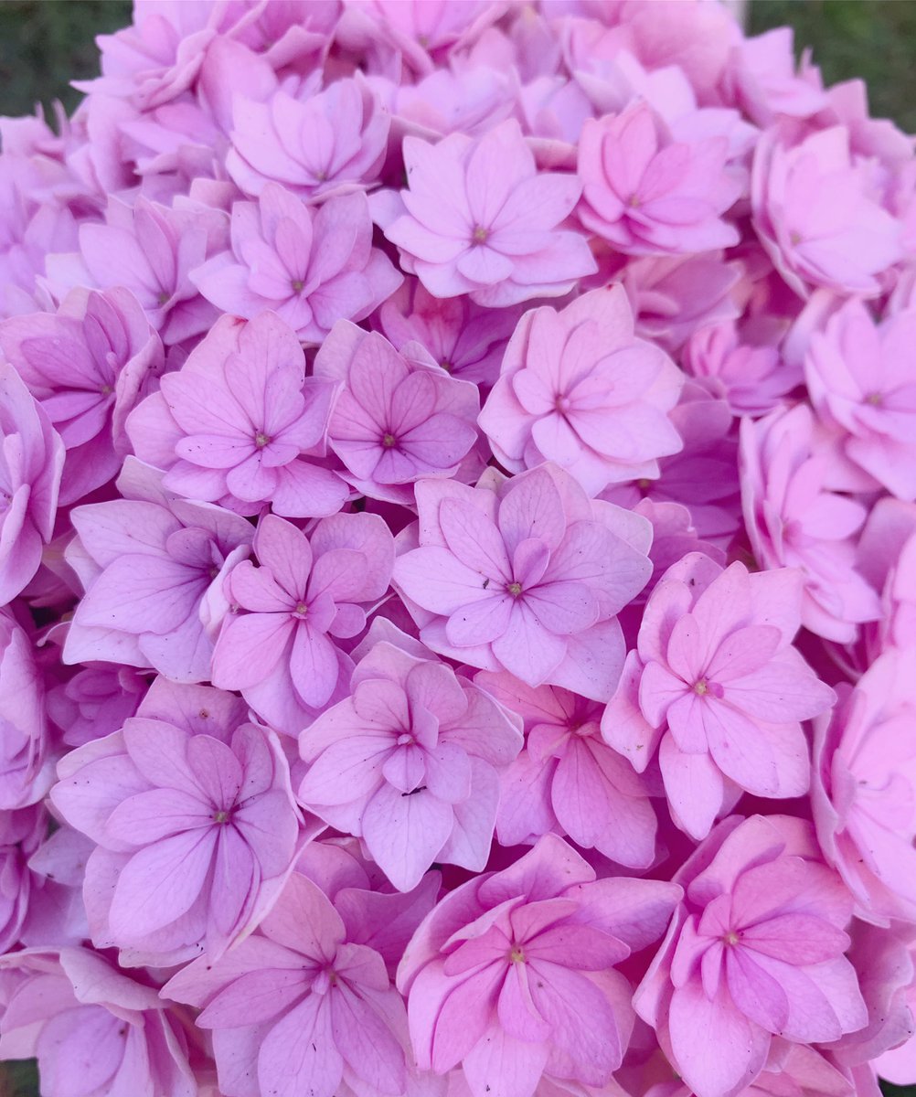 Cornish Hydrangeas tweet media