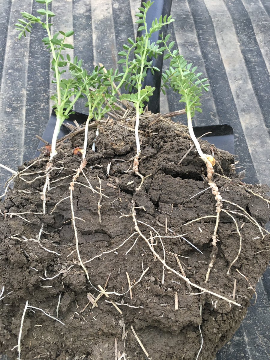 CustomAgIntel's tweet photo. Picture taken in late May. No commercial seed treatment used. Nodulating from top to bottom, decent root length and crop is on track to #buildbushels. #soilhealth #cropdifferently #addingrealvalue #rootsthatbuildbushels #regenerativag #CAIprotocol https://t.co/a1s2K8rvvv