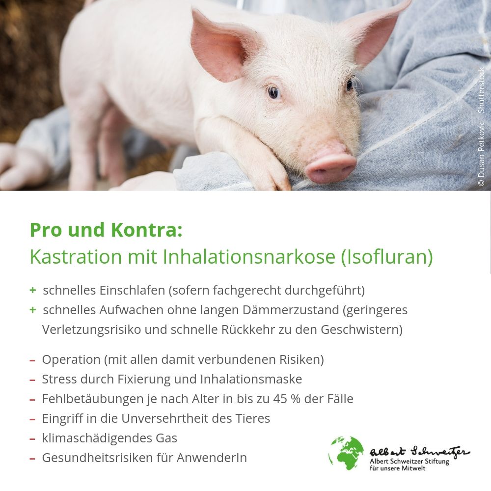 Der Bundestag hat beschlossen, dass TierhalterInnen #Ferkel selbst betäuben dürfen – wenn sie wollen. Das Verbot der betäubungslosen #Kastration wurde ja auf Ende 2020 verschoben. #Isofluran

Hier haben wir Vor- und Nachteile aller Alternativen aufgeführt: …es.buendnis-fuer-tierschutzpolitik.de/1/ASS_-_Positi…