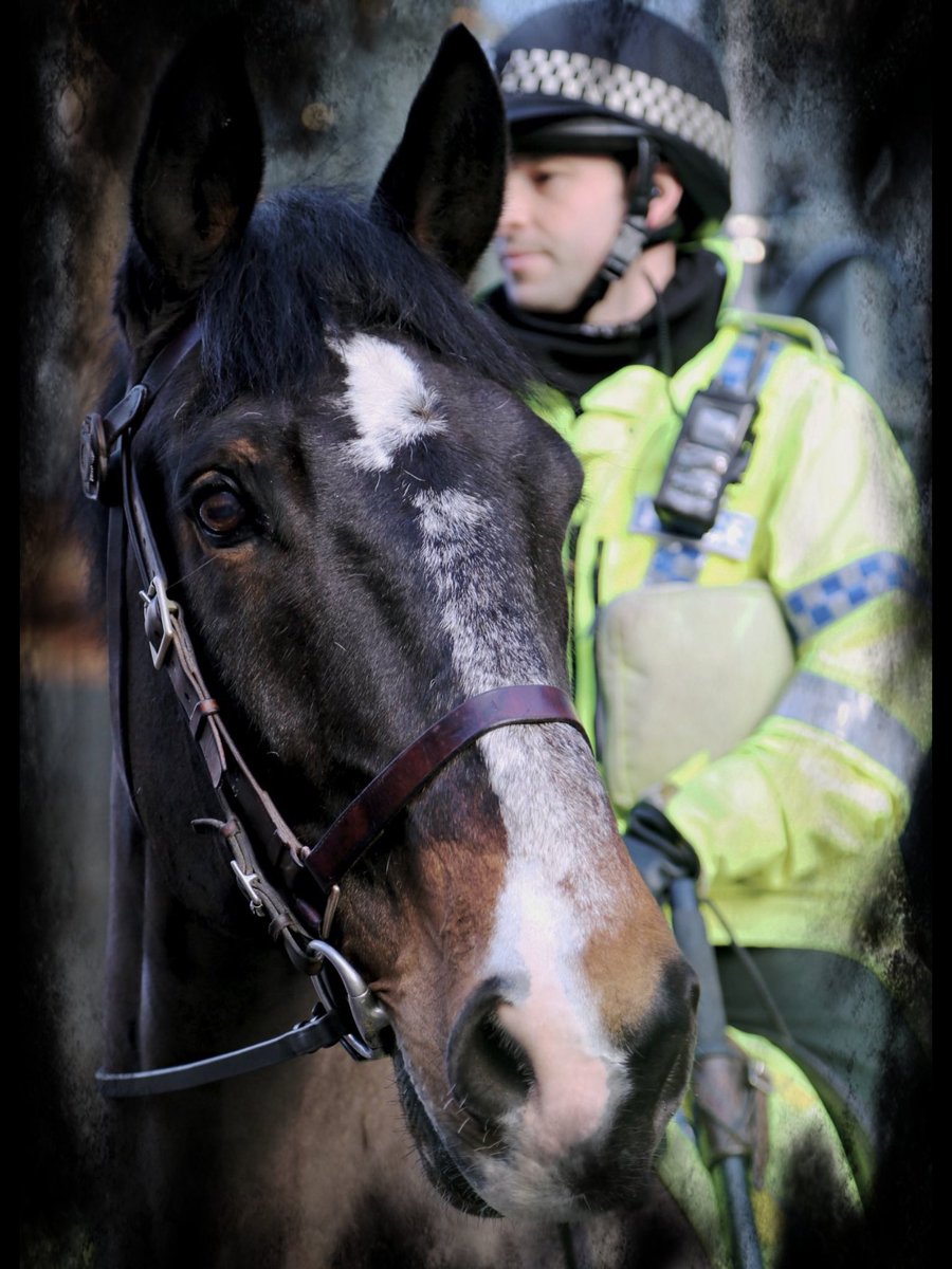 WYPHorses tweet picture