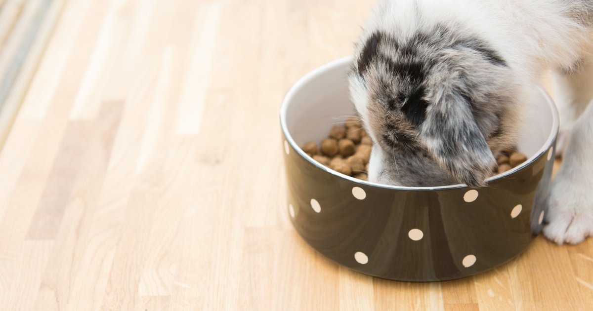 burnspetfood tweet picture