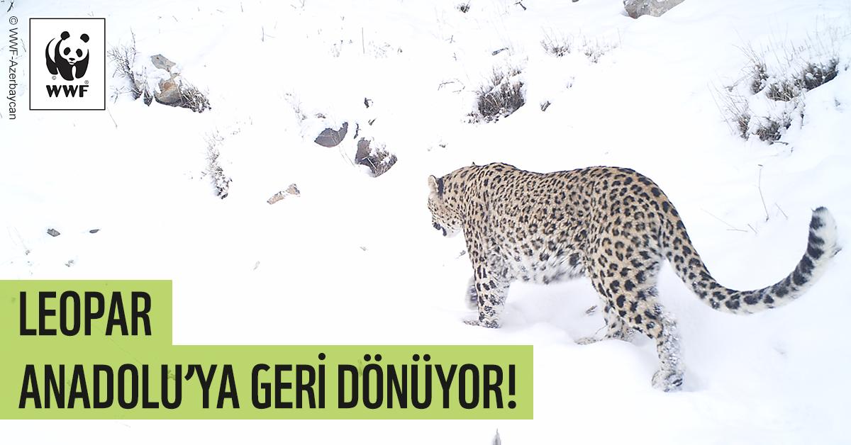 Wwf Turkiye On Twitter Yemyesilhaber Leopar Anadolu Ya Geri Donuyor Ulkemizde 6 Hafta Arayla Genc Leopar Bireyleri Goruldu Once Hakkari De Dun Tunceli De Daha Once De 2013 Te Diyarbakir Da Gorulmus Ve Ne Yazik Ki Kavusamadan