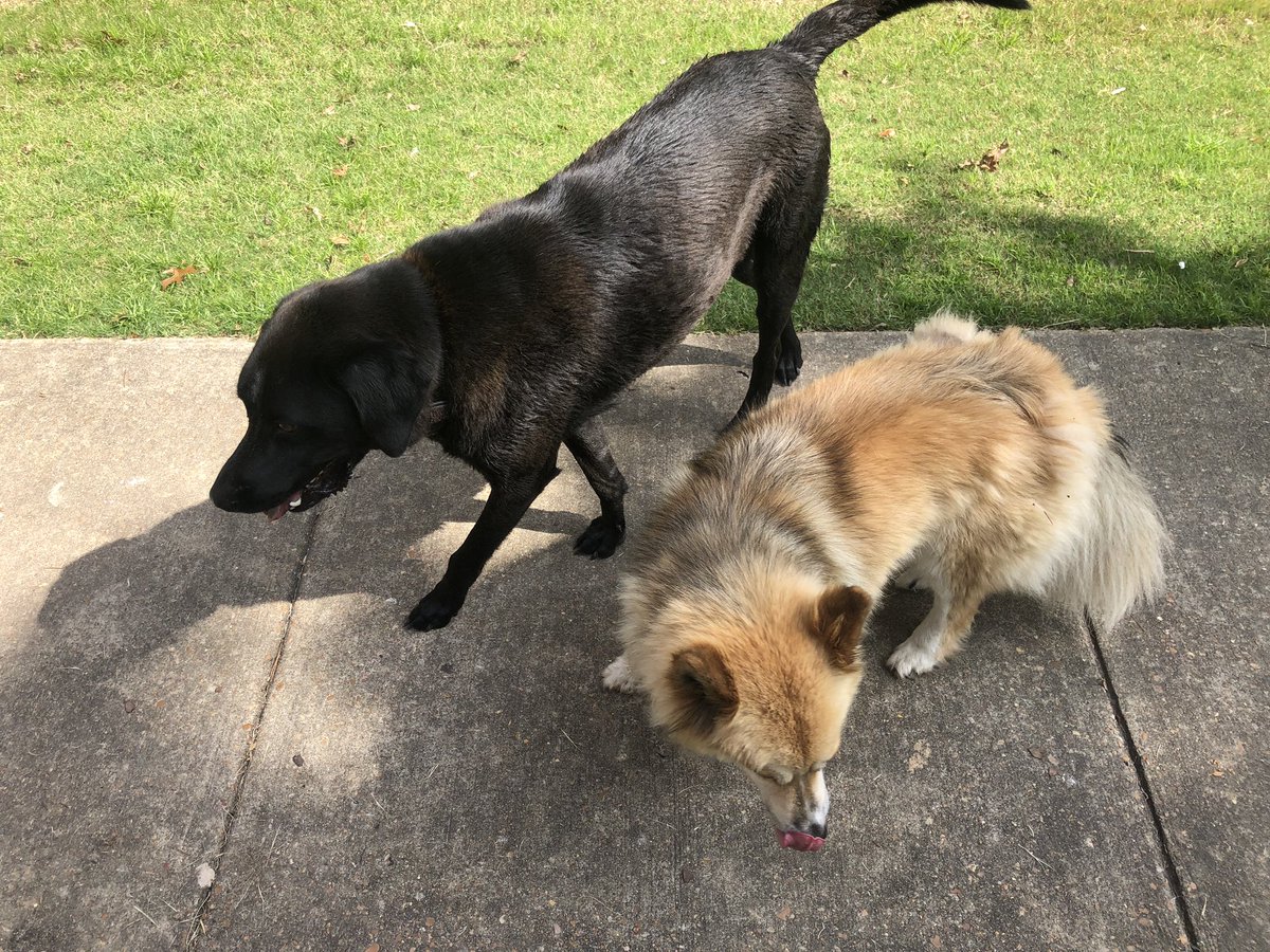 hmperry12's tweet photo. These two are walking around The Links. Can’t get too close because the Black one will bark and charge after you. They both have collars and the tan one has a tag, but again can’t get close to see @OxfordPolice https://t.co/yKFgYxNBWW