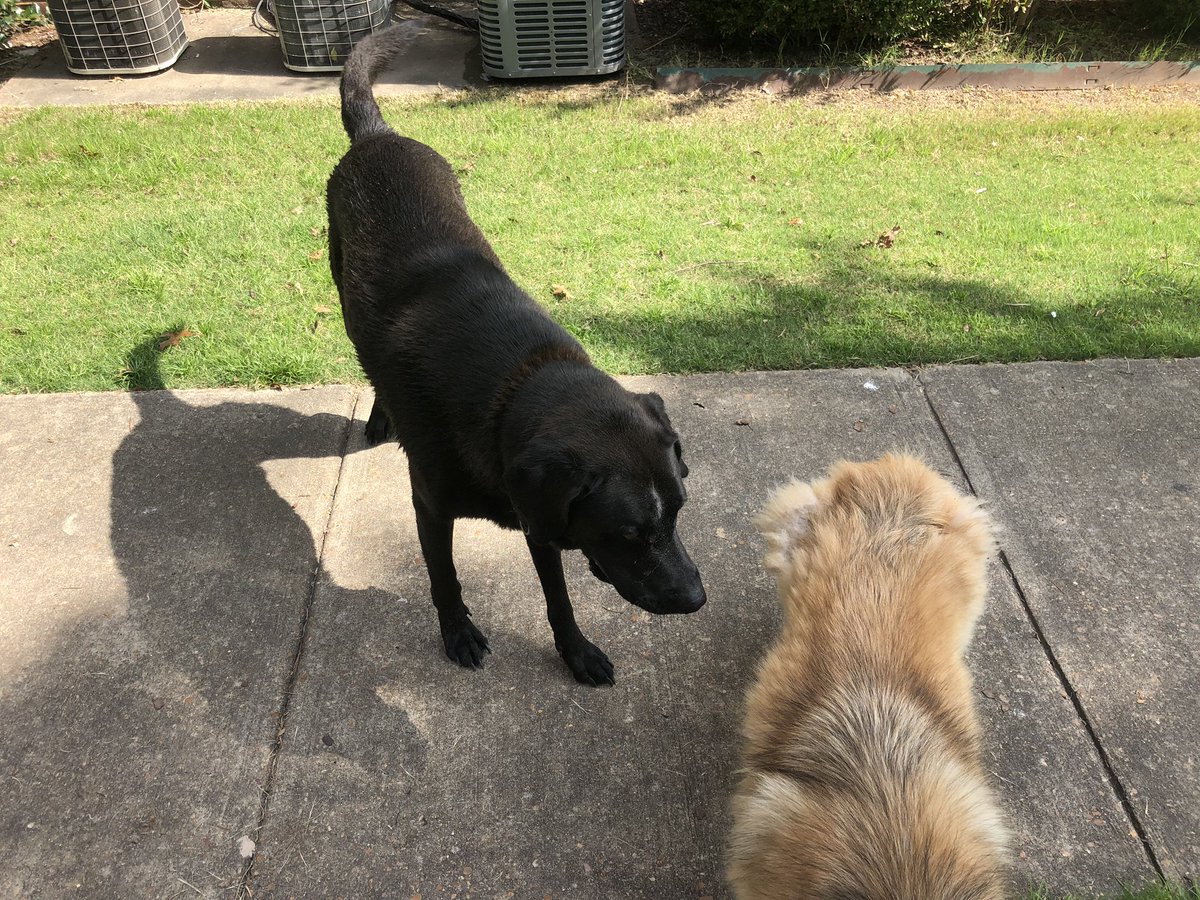 hmperry12's tweet photo. These two are walking around The Links. Can’t get too close because the Black one will bark and charge after you. They both have collars and the tan one has a tag, but again can’t get close to see @OxfordPolice https://t.co/yKFgYxNBWW