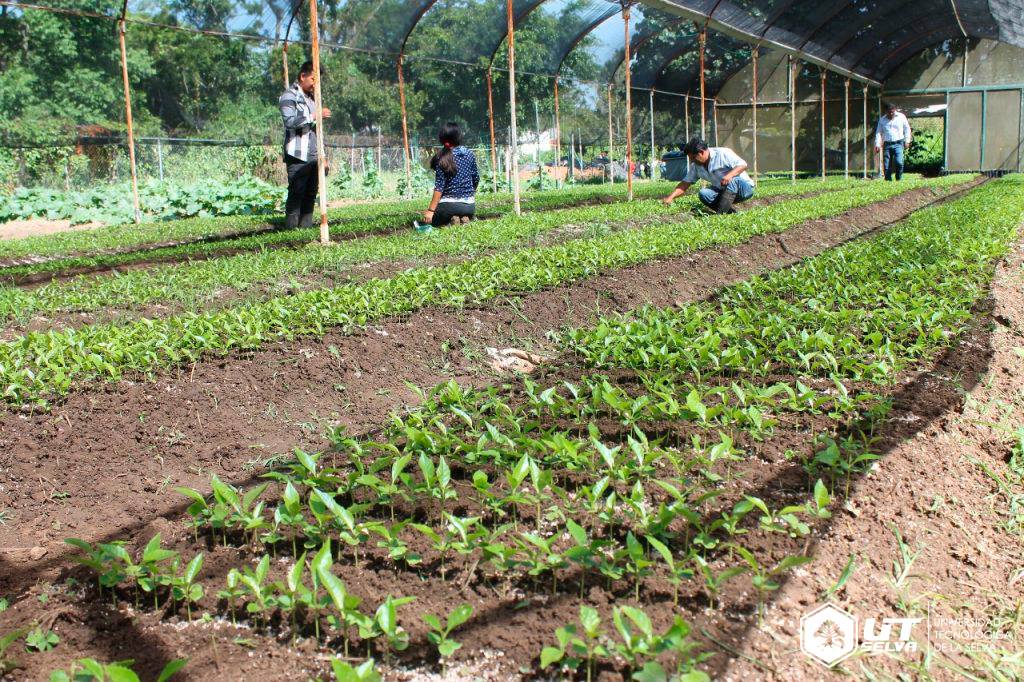 UTSelva2's tweet photo. LA UNIVERSIDAD TECNOLÓGICA DE LA SELVA SE DECLARA LISTA PARA REFORESTAR CHIAPAS DE LA MANO DE TODOS 
Director General de Instrumentación Técnica del Programa Sembrando vida, Ing. Julio C. Jerónimo Castillo; declaro listas las producciones y cosecha de plántulas. https://t.co/k2KPEBx9Zu