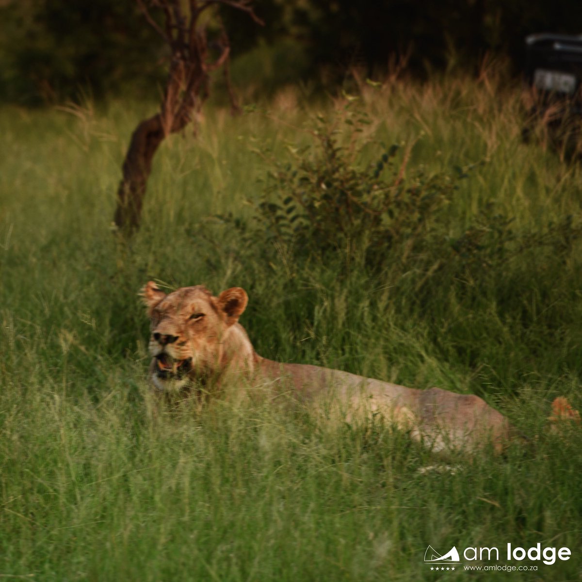 amlodge_za's tweet photo. Capture natureβs most candid moments when you book one of our world class safari game drives!!
#ExploreLuxury at https://t.co/dEMYb3zX1g
#safari #gamedrive #africa #travel #tourism #outdoor #nature #lion #big5 #smile #bigcat #instacat https://t.co/6t491bBSxJ