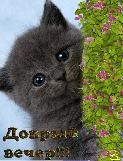 Открытки котенок доброго вечера любимая, картинках днем
