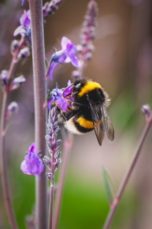 Did you know that more than 160,000 bees live on @Shaftesburyplc 's rooftops in #Caranby? Come along to the opening of #BeesNeedsWeek today to find out more!

wildwestend.london/events-feed/be…