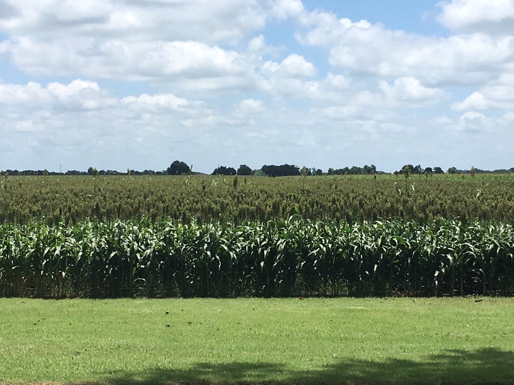 waynetim's tweet photo. High #sorghum #yield potential in Malone, Tx (near Hillsboro) optimal growing conditions with minimal #insectpressure Photo and farm by Josh Birdwell ... any yield guesses? #scoutyourfields https://t.co/cHXCcY5KRE