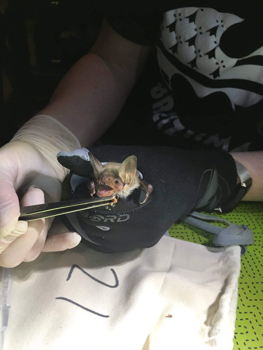 Megan Power, PhD (@meganpower101) on Twitter photo First night of French fieldwork went well, bring on the rest! <a href="/BatLabUCD/">UCD BatLab</a> @oconned5 <a href="/EmmaTeeling1/">Emma Teeling</a> <a href="/sarahjanepowerx/">Sarahjane</a> <a href="/Jodie_Murph/">Jodie Murphy</a> <a href="/ZixiaH/">Zixia Huang</a> #bats #fieldwork #myotis First night of French fieldwork went well, bring on the rest! <a href="/BatLabUCD/">UCD BatLab</a> @oconned5 <a href="/EmmaTeeling1/">Emma Teeling</a> <a href="/sarahjanepowerx/">Sarahjane</a> <a href="/Jodie_Murph/">Jodie Murphy</a> <a href="/ZixiaH/">Zixia Huang</a> #bats #fieldwork #myotis