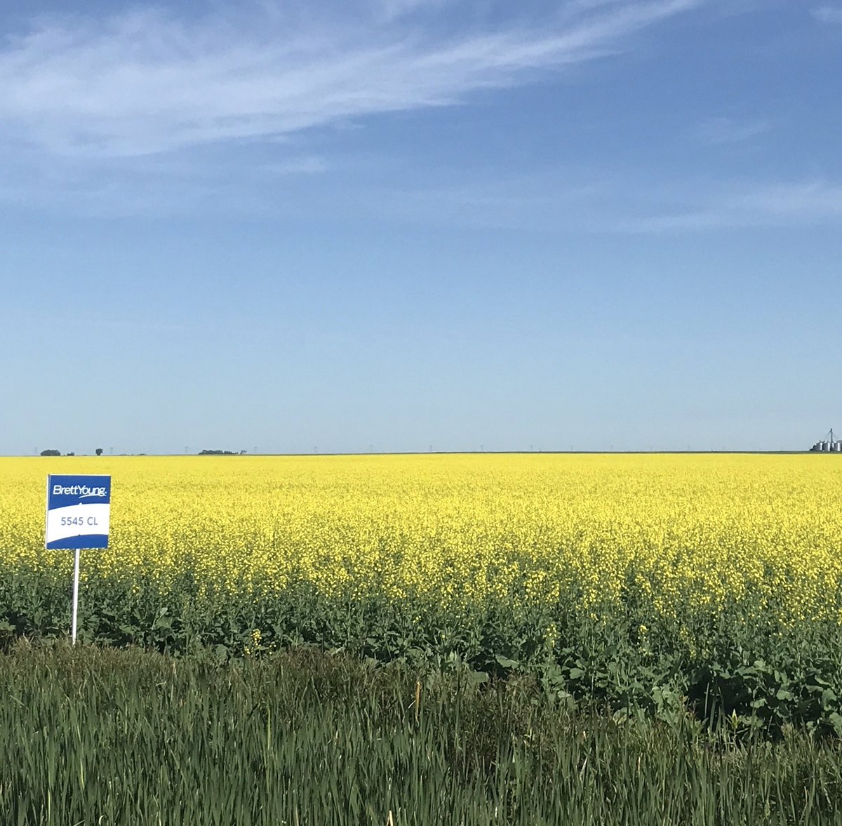 ByWehrle's tweet photo. Hearing from retailers  @BrettYoungSeeds #5545CL is some of the nicest looking canola in SE MB. Two examples below from the St. Joesph/Plum Coulee area. Ask your nearest BY dealer for product and premium info https://t.co/mTiL75w5L8