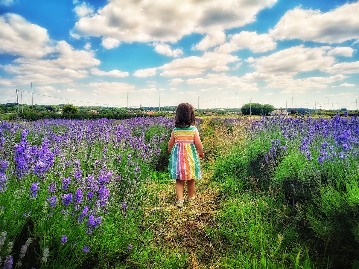 BazPix's tweet photo. The Lavender Field at @InglenookFarm #Lavender #LavenderFarm https://t.co/pCsz9DJOlj