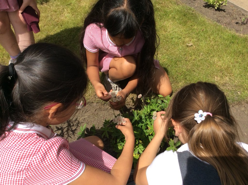 Y3MelthamMoor's tweet photo. A super session finding out about the male and female parts of flowering plants - our school grounds are bursting with colour #MMScience #WorkingWild #loveoflearning https://t.co/Uw429uL5Su