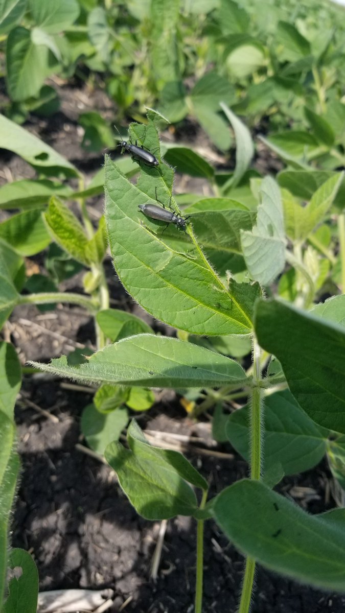 Can anyone confirm what these are?