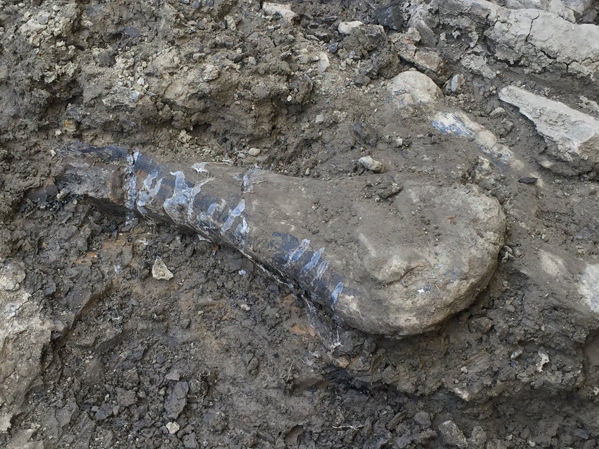 CurrieMuseum's tweet photo. Dinosaur fossils like this Pachyrhinosaurus bone we recently uncovered don’t always look so great in the field, but our skilled technicians and volunteers really make them shine in the lab #FossilFriday #fieldworkfriday #dinosaurs #paleontology #science #alberta #travelalberta https://t.co/nvdbKEUoww