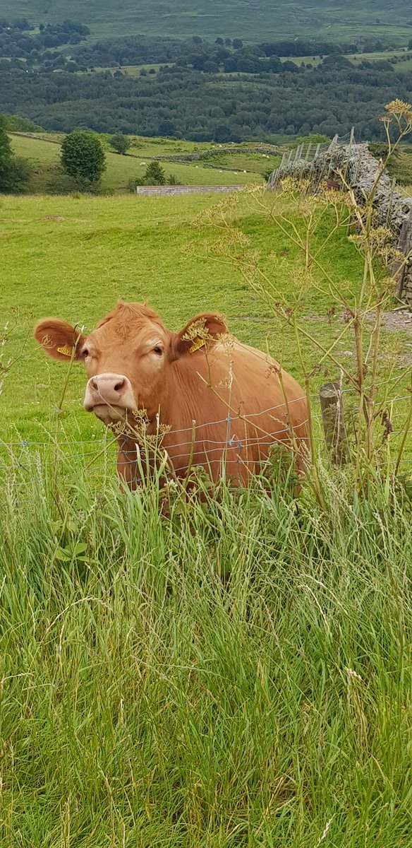 oilwiseltd's tweet image. Can Oilwise supply milking machine oil? Yes we can, along with a whole range of oils &amp;amp; lubricants for use in agricultural industries. #oilexperts #rightlubricant #rightapplication