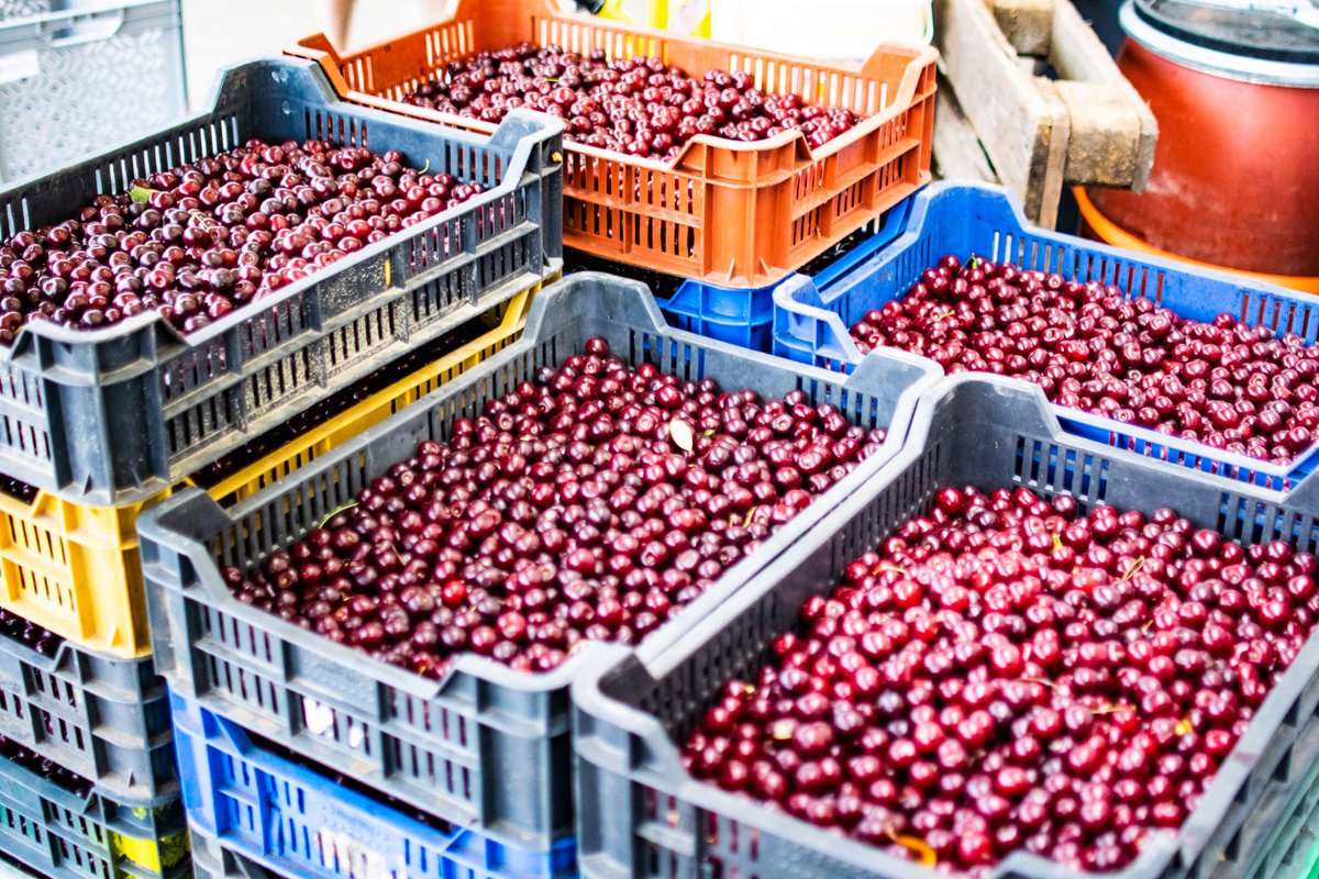 madxbeers's tweet photo. 600kg 🍒🍒🍒🍒🍒🍒🍒🍒🍒🍒🍒🍒🍒🍒🍒🍒🍒🍒🍒🍒🍒🍒🍒🍒🍒🍒🍒🍒🍒🍒🍒🍒🍒🍒🍒🍒🍒🍒🍒🍒🍒🍒🍒🍒🍒🍒🍒🍒🍒🍒🍒🍒🍒🍒🍒🍒🍒🍒🍒🍒
#madx #madxbeers #thisismadness #followthescientist #madscientist #barrels #alternativefermentation #budapest #kőbánya #meggy #meggymagozás #tgif #cherry https://t.co/ePuX8jJiGY