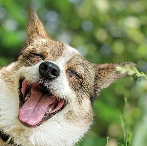 roverdotcom_es's tweet photo. ¡Feliz viernes! 📸 de @annemiek_seldenthuis
.
.

#felizviernes #perros #amordeperros #perrosfelices #happyfriday #cooldogs #happydogs #fundogs https://t.co/uuzDVBlwRN https://t.co/OIrJRZ9KEE