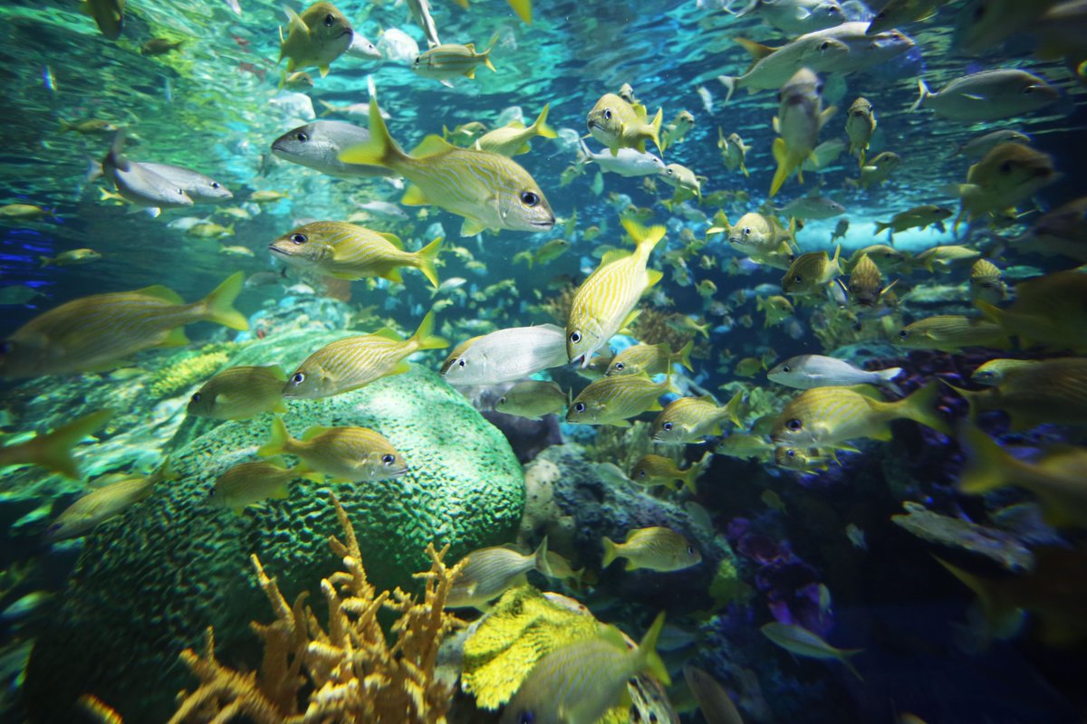 RipleysAquaCA's tweet image. French grunts, also known as Sweet Lips👄 are known for their grunting sounds. These sounds are made their flat teeth plates rubbing against each other and then amplified🔊 by their air bladders. #FeaturedFishFriday