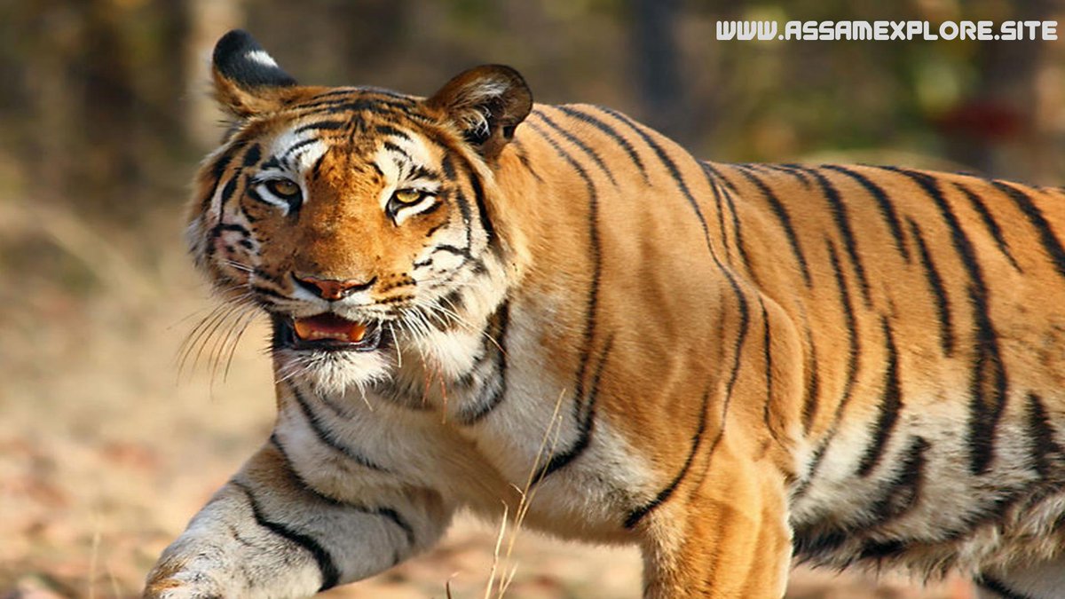 Assam Explore (@AssamExplore) / Twitter Assam Explore (@AssamExplore) / Twitter