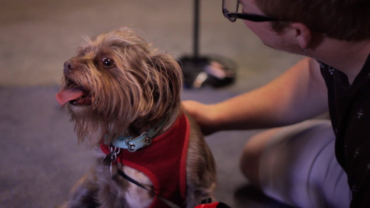 ShakespeareOTL's tweet photo. Who’s this sweet guy? This is Thurston! He’s playing Launce’s dog, Crab, and we met him for the first time on Wednesday to get to know him. We’re so excited to work with him! #TwoGentlemenofVerona 🐶 https://t.co/v7m60fwena