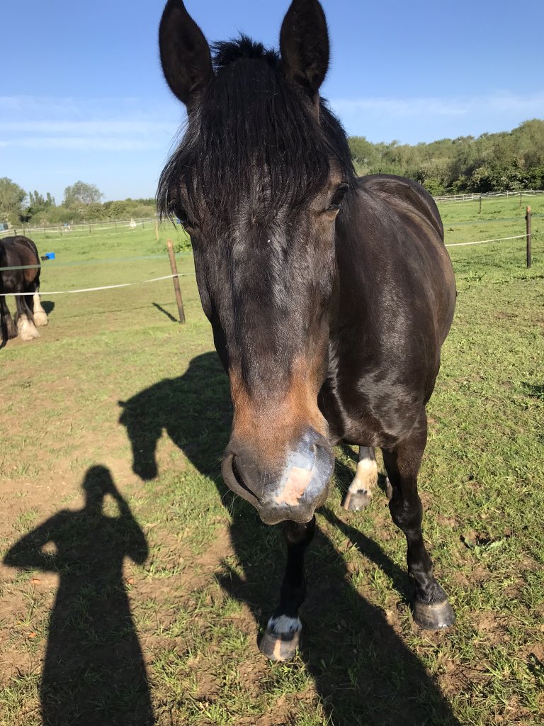 KiraGriffiths3's tweet photo. @archiesauraus At least you get an Apple, Rocky just gets a head scratch if he is good! But then he doesn’t mind having it on, I think he knows it stops his pink bits burning! 🙈 https://t.co/qAdrMH9Sh5