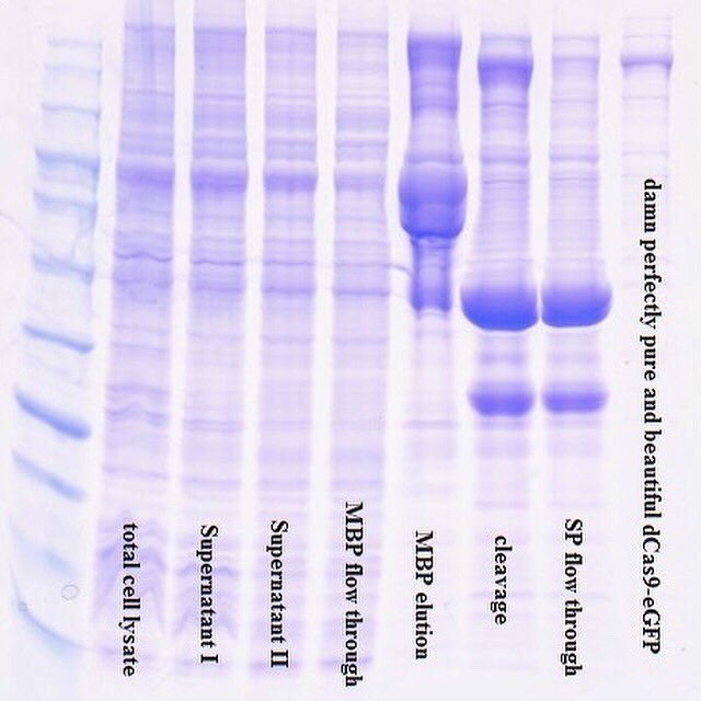 Protein purification went smoothly🥳 Take a look at our SDS-PAGE, where you can see each step we performed and how it was getting cleaner and cleaner until only one specific band indicating our fusion protein is left😎

#igem2019 <a href="/BCUBE_TUDresden/">B CUBE - Center for Molecular Bioengineering</a> <a href="/BIOTEC_TUD/">Biotechnology Center (BIOTEC) of TU Dresden</a>  <a href="/CRTDpress/">CRTD</a>