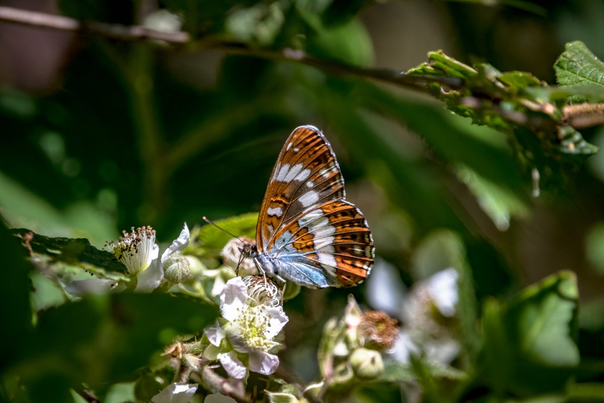 BoatBirder's tweet photo. οΏΌMad dogs & Englishmen go out in the midday sun! Even the Purple Hairstreaks were taking cover 2day #RytonWood @WKWT with @alanbodd Year 1st Southern Hawker, White Admirals & Silver-washed Fritillaries @NatureUK @Britnatureguide @BCWarwickshire @savebutterflies @ukbutterflies https://t.co/PUju6x3ltI