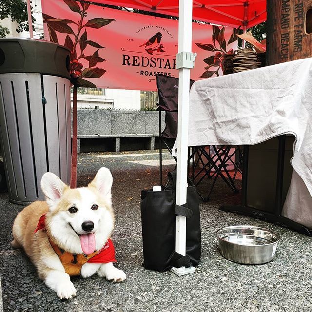 RedstartRoaster's tweet image. Rain or shine, we'll be here! Come wish a happy birthday to Banjo, our Director of Canine Operations!

#mellonsquare #farmersmarket #alsodogfriendly