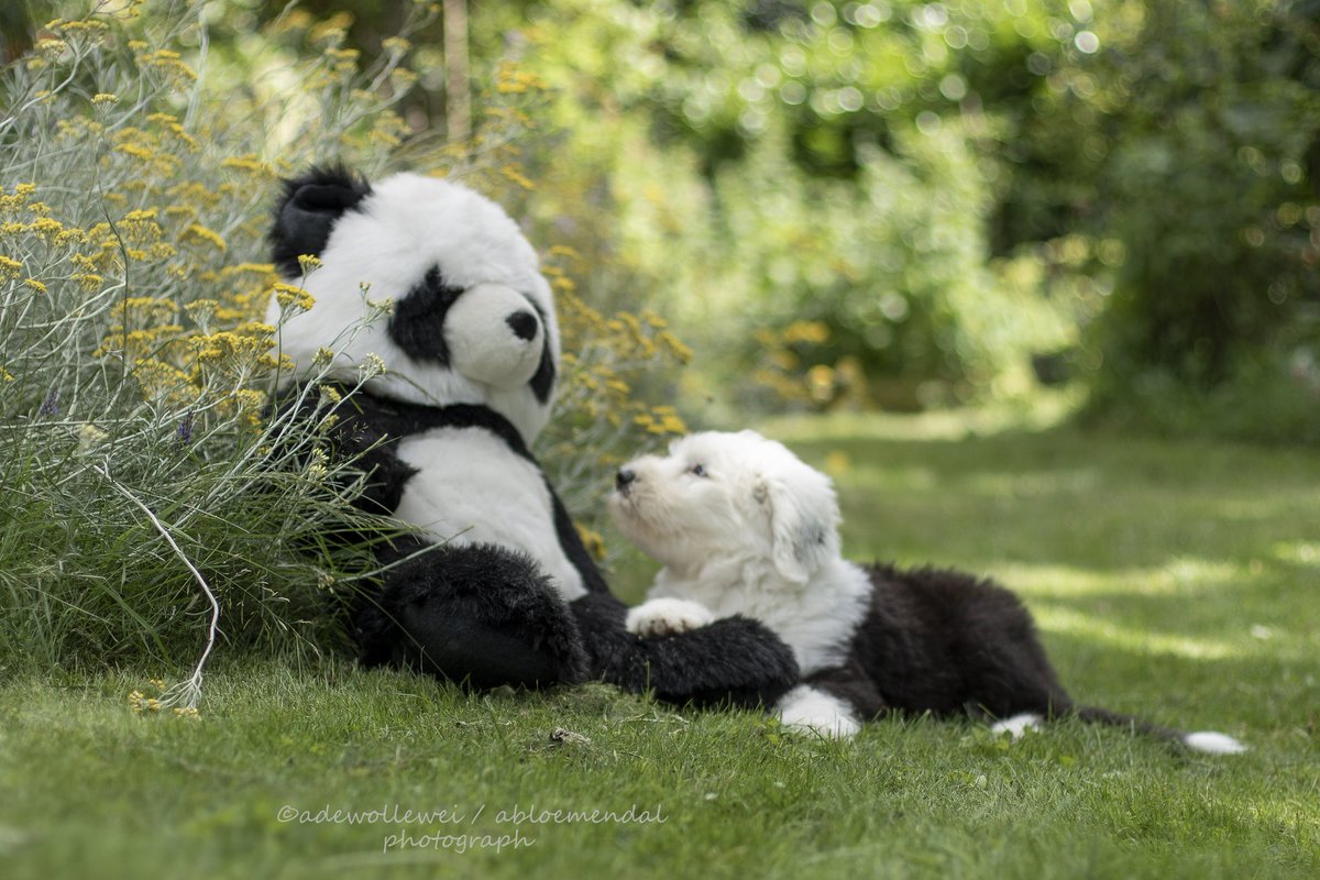 dewollewei's tweet photo. Hi there
#pandabusiness
#oes
#oldenglishsheepdog
#adorable
#bobtail https://t.co/vKleUZ4Cdw