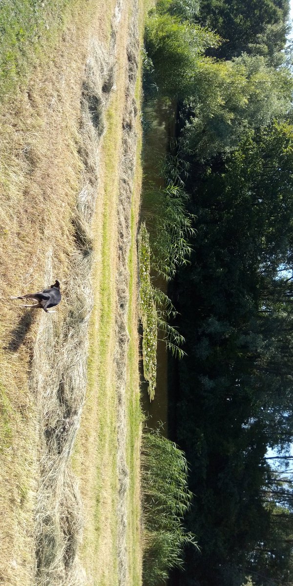 Bbertje tweet picture