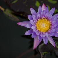 Leica Store Wash. DC (@leicastoredc) on Twitter photo Ever wanted to test out a Leica Camera? Well our Aquatic Gardens Photo Walk is the perfect opportunity! We will be loaning out cameras the day before the walk on a first come first serve basis and can be returned as late as 4PM Sunday. Email info@leicastoredc.com for more info! Ever wanted to test out a Leica Camera? Well our Aquatic Gardens Photo Walk is the perfect opportunity! We will be loaning out cameras the day before the walk on a first come first serve basis and can be returned as late as 4PM Sunday. Email info@leicastoredc.com for more info!