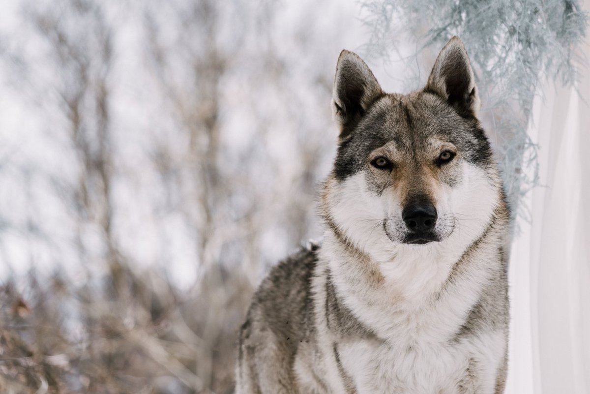 Sei superbo
#canelupocecoslovacco #clc #natural #wolfdog