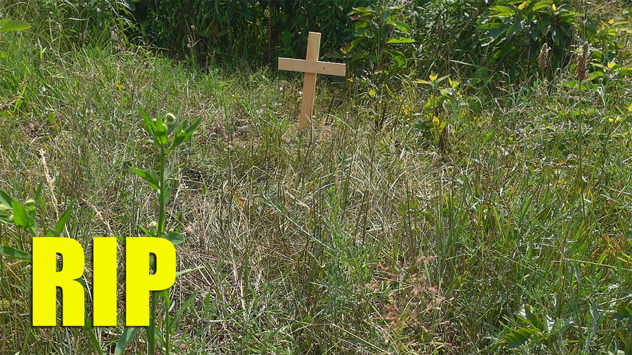New Video, "We Lost One | RIP Minnie

youtube.com/watch?v=97vjyU…