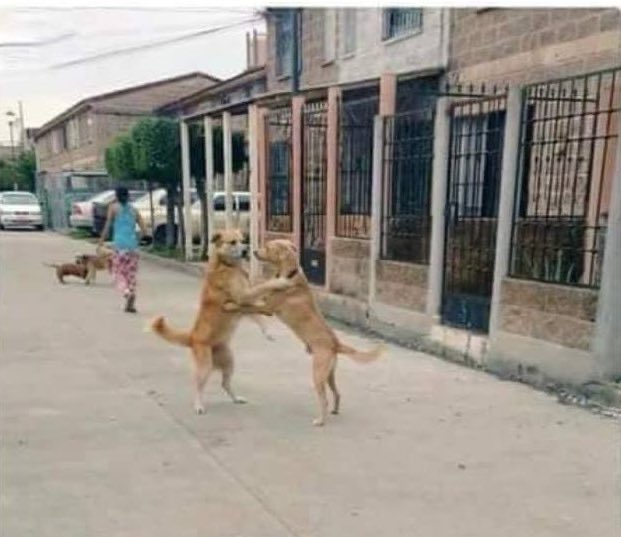 — mepermite esta pieza?

— claro 🐶