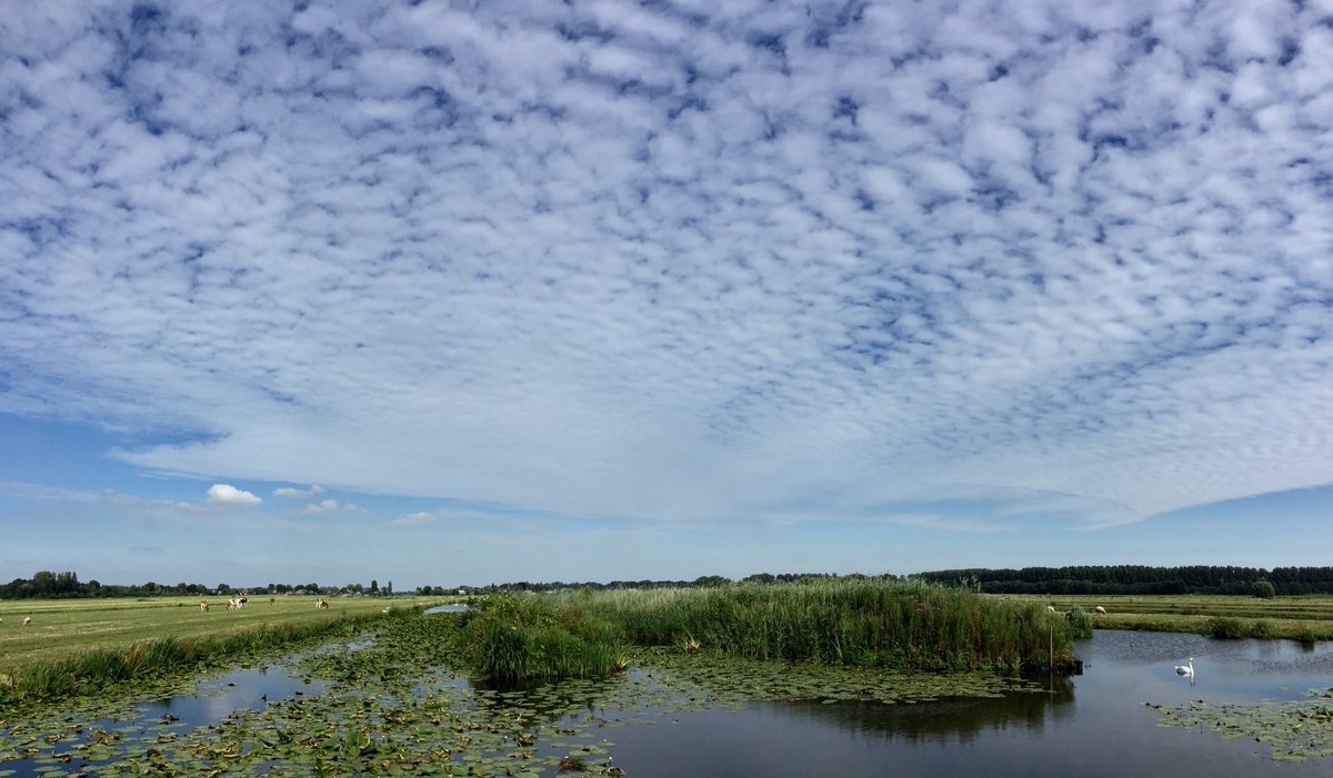 Polderfietser's tweet photo. #sheepclouds #schapenwolken @MeteoGouda Betekenen binnen 24 uur regen, heb ik altijd geleerd :) https://t.co/YkbQsSRzt4