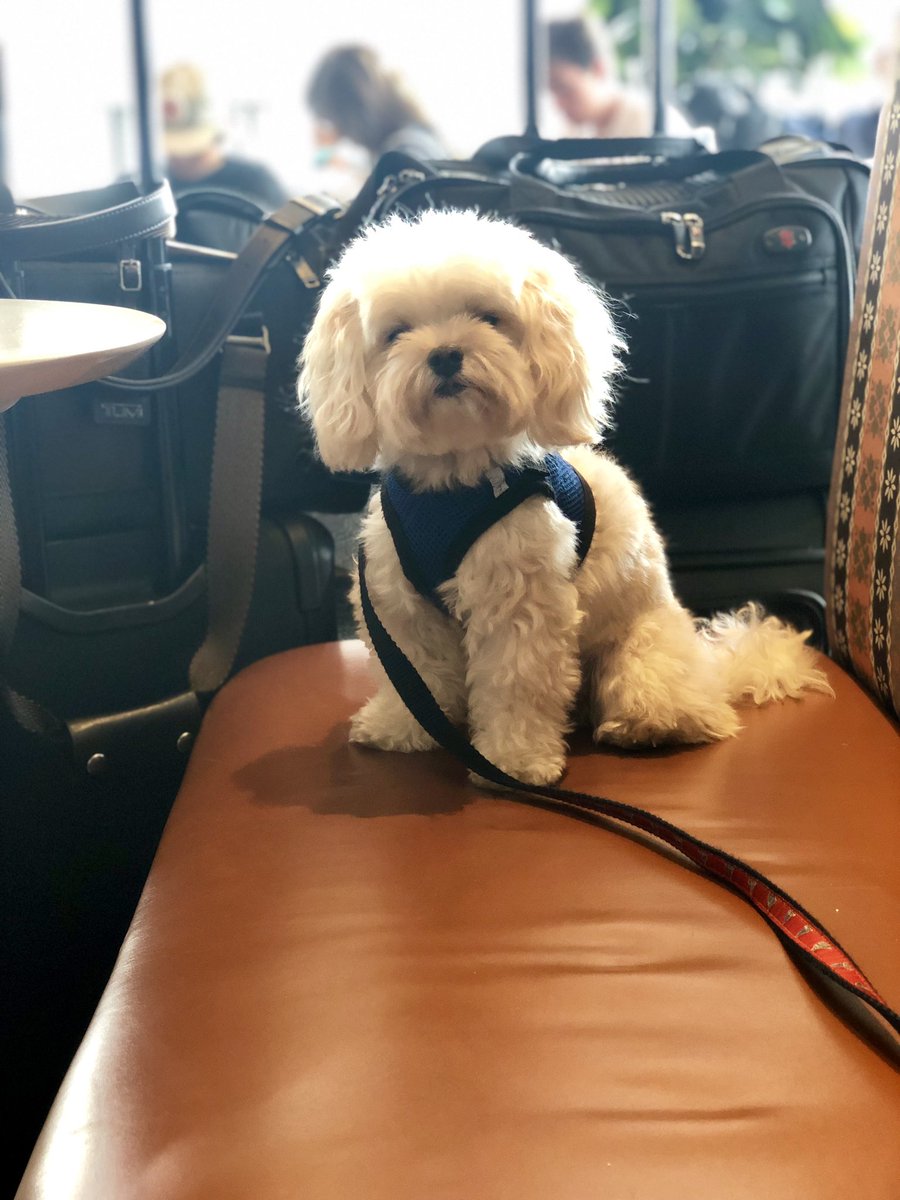 MarleyinDC's tweet photo. A big thank you to @AmericanAir for taking such good care of me on my #flight. https://t.co/ytaLorkGuJ
