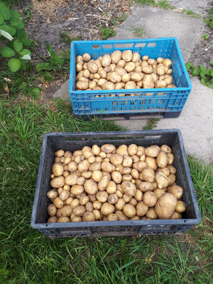 JanJaapWerkman's tweet photo. Aardappelen van het land #Frieslanders #Ameland https://t.co/cuYZt7UAdS