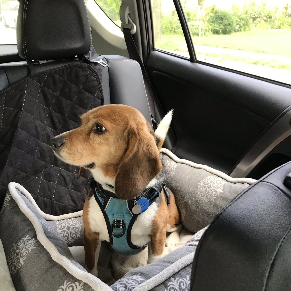 MillietheWB's tweet photo. On my way to get a scan exactly 1 year after my spleen was removed.  Wish me luck pals that it is clean and I am cancer free.  We will post update later!  #masonstrong #bfp #beaglefreedom #freagle #kickingcancersass https://t.co/hqCVedNPbM