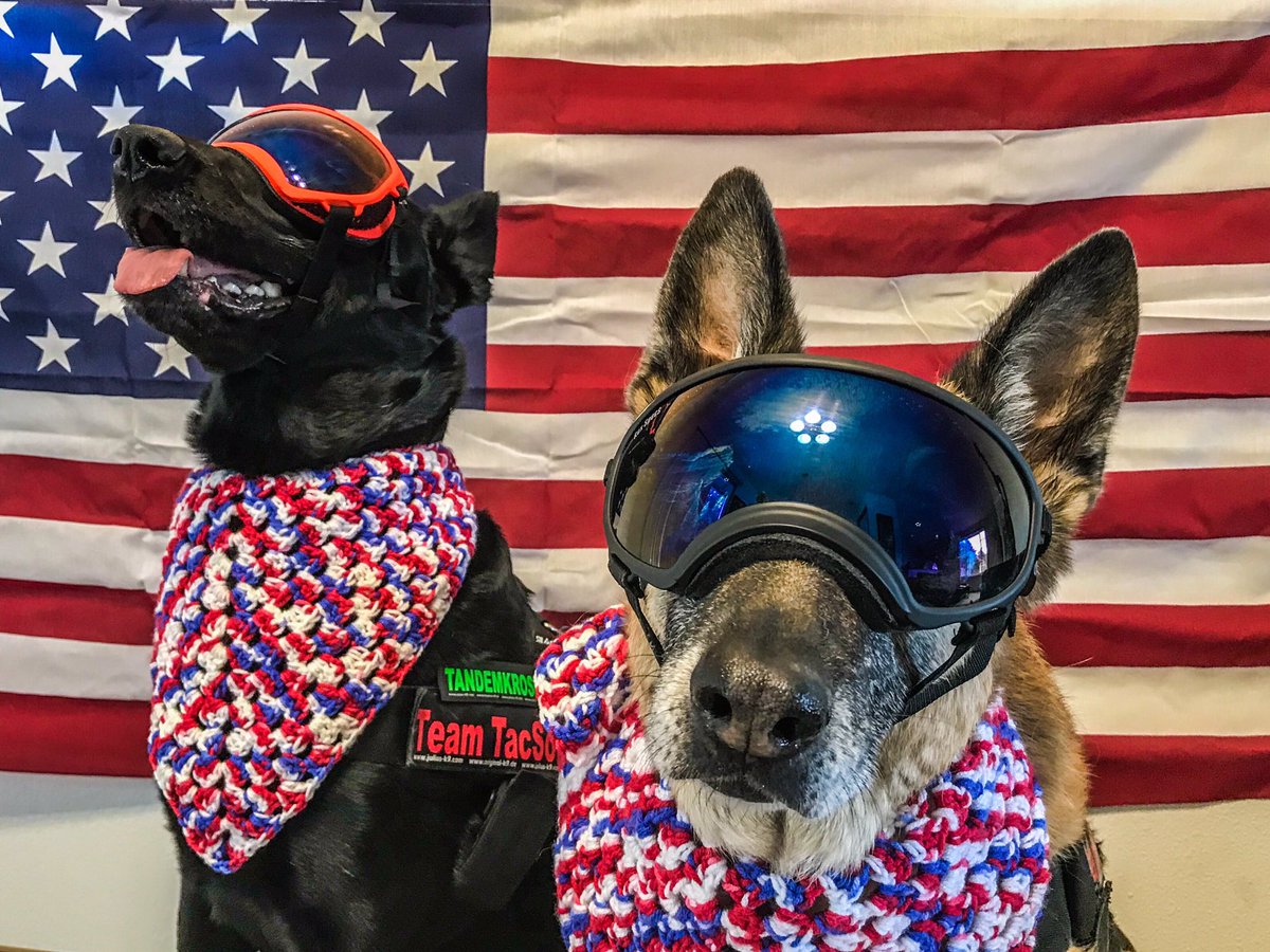 JoshHasDogs's tweet photo. Hope everyone had a great #FourthofJuly #pnwgsdpack #belgianmalinois #germanshepherd https://t.co/B9iYcXviYY