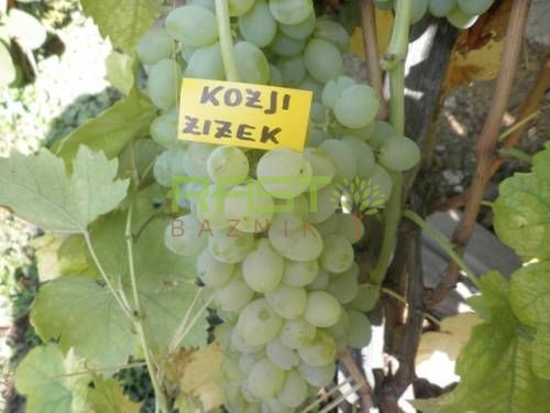 ta_muh's tweet image. Če pa to ni zadosten razlog za hribček kupit, pa res ne vem. #trta