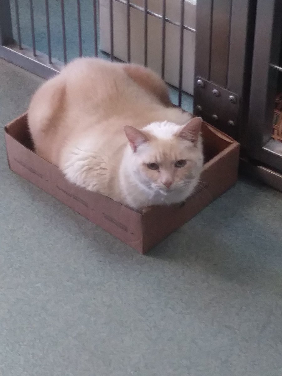 ABF_Rescue's tweet photo. Penny says "If I fits, I sits!" 😄

https://t.co/64jvgG5cNX

#cats #pennyforyourthoughts #ififitsisits #kcmo #KC #kansascity #kcadoptablepets #Missouri #mokan #rescue #adopt #adoptme https://t.co/Cl2GEvymxw