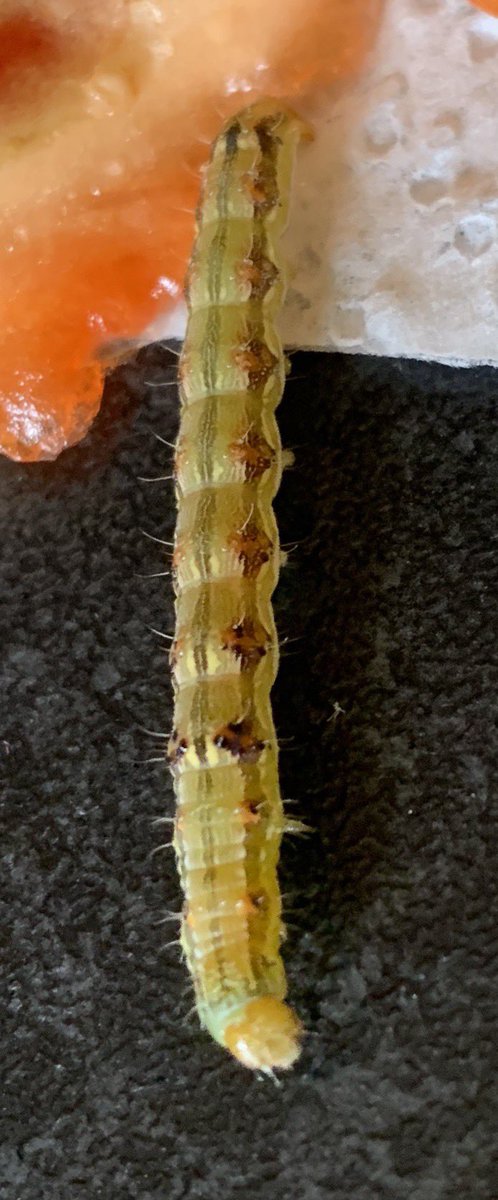 Hey <a href="/JungleJonathan/">Jonathan's Jungle</a> we have just found this in a Bell Pepper. Do you have any ideas of what species it could be? Or know who can help us identify it?
