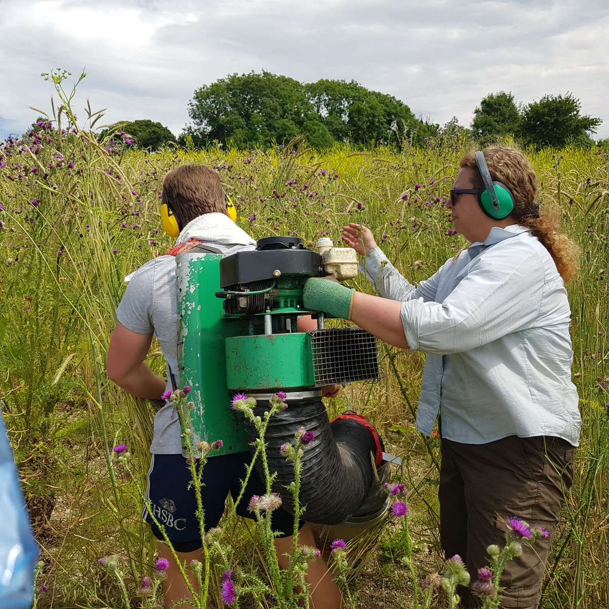 fbuner's tweet photo. Are you worried about the dramatic loss of insects on EU's farmland? This week @PARTRIDGE_NSR collected evidence that our #PARTRIDGEflowerblocks attract all kinds of insects - from those that are suitable for partridge chicks to eat to wild bees and other essential pollinators. https://t.co/BpWUDfqQIp