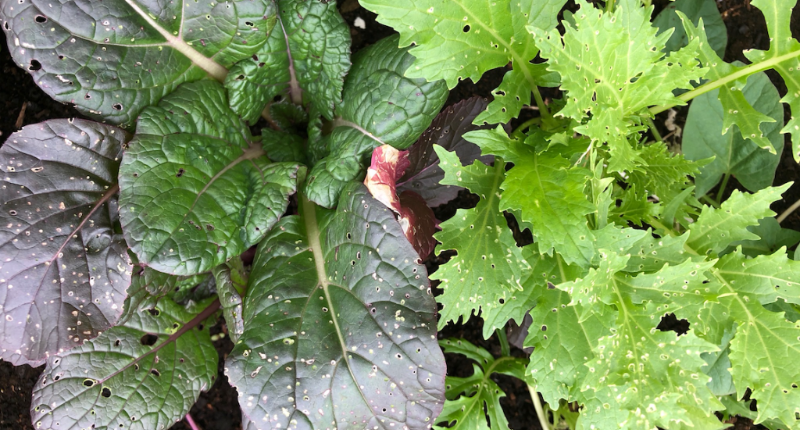 UrbanSeedling's tweet photo. 🌱 What's eating my plants? 🌱 - https://t.co/fNwpWnp1EG https://t.co/7ziO23qtVA