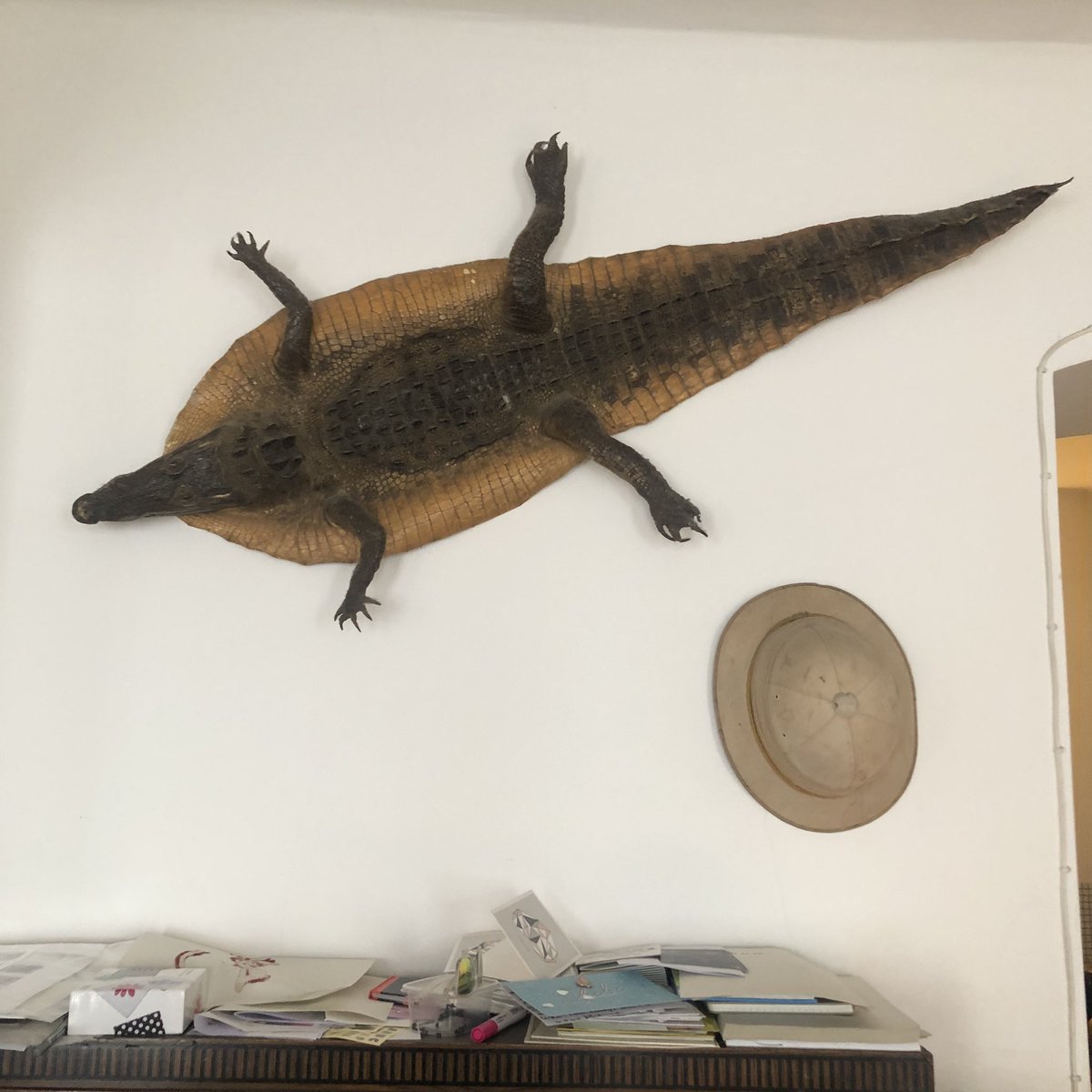 JrOgland's tweet photo. I’m back in Vienna, which made me think of you, and then I saw this (!) Had to say Hi. Wish you all the best @prof_elemental My hosts grandfather shot the beast, wearing that hat. Blunderbuster booty https://t.co/wtFNmZQqmQ