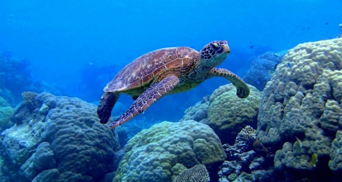 6Mysterium's tweet photo. Amazing underwater life 🐳🐢🌾😊 https://t.co/yzlQ0Ll1OG
