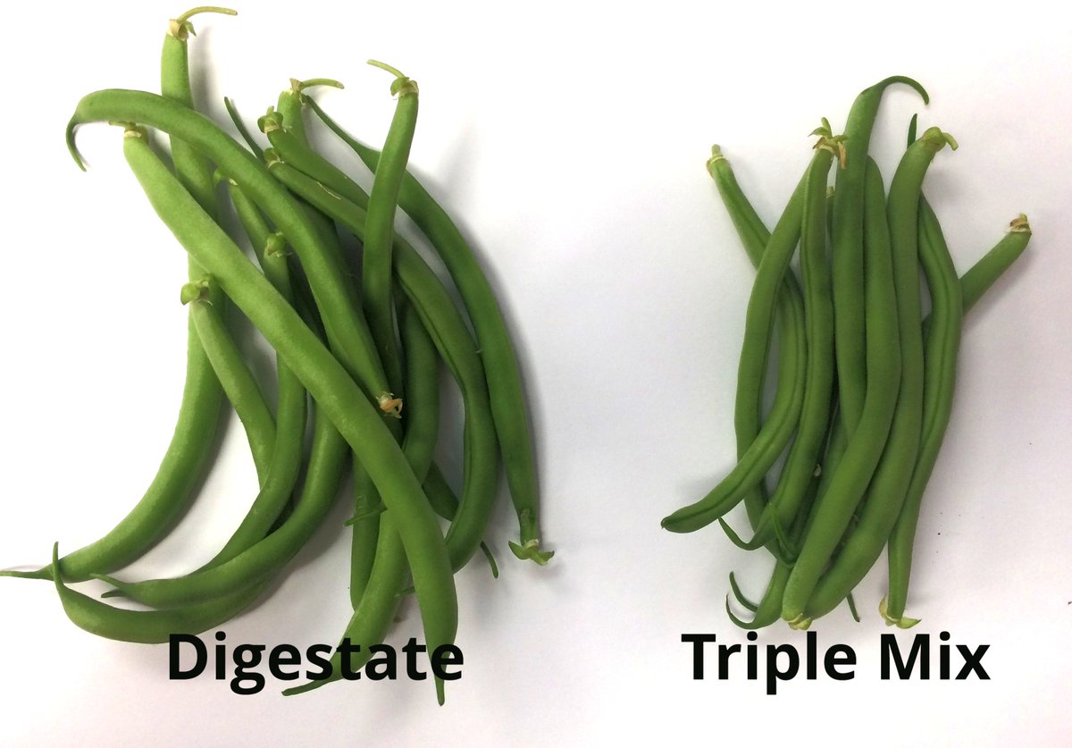 Wow!  First harvest of Green Beans and no doubt the Digestate fertilizer is having a very positive affect on the quality.
#containergardening #Planetbiogas #anaerobicdigestion
