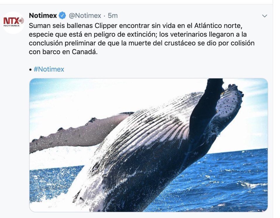 El Jefa𝕏o tweet media