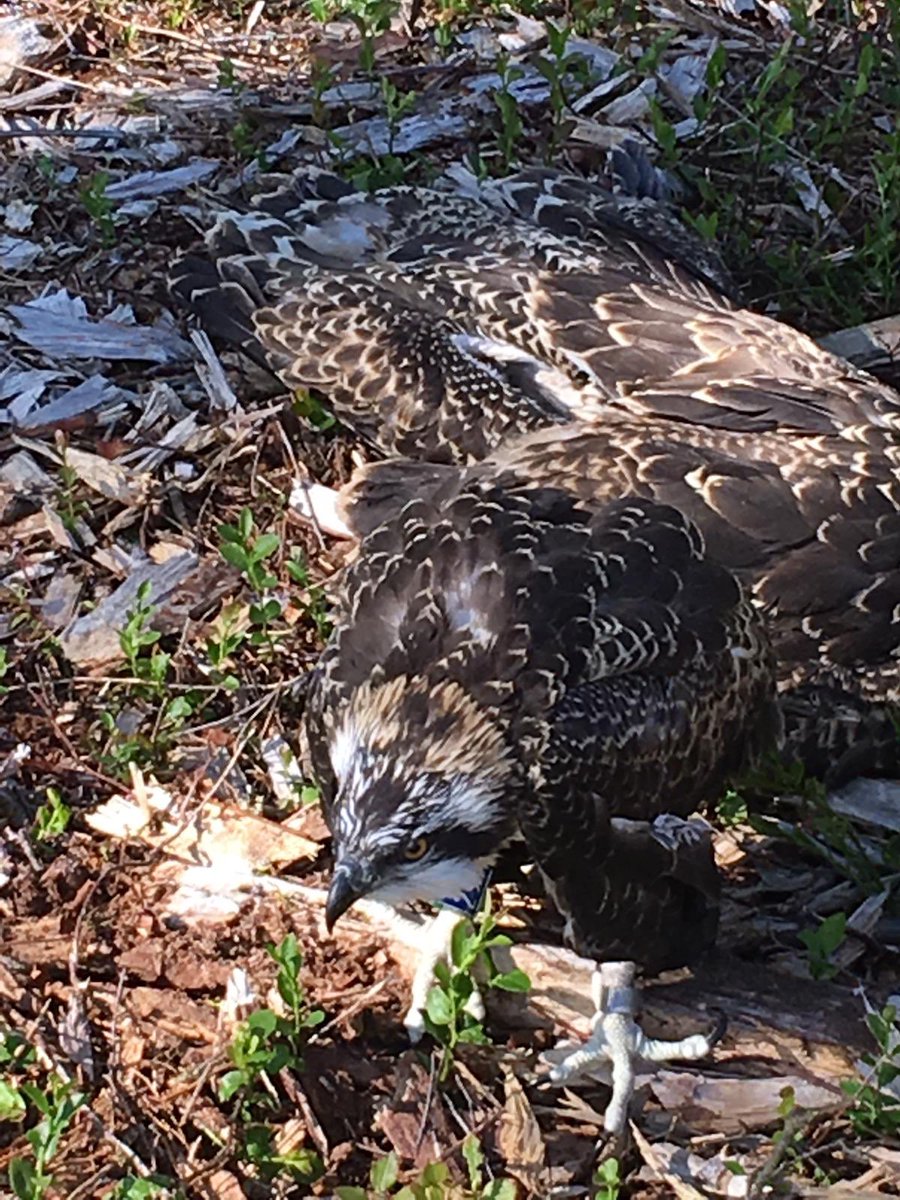 Three #Osprey chicks successfully rung at Roudsea Woods and Mosses NNR this week. Two males and one female. Thanks to <a href="/MikeTBASC/">Mike Thornley</a> for skilfully scaling the tree!